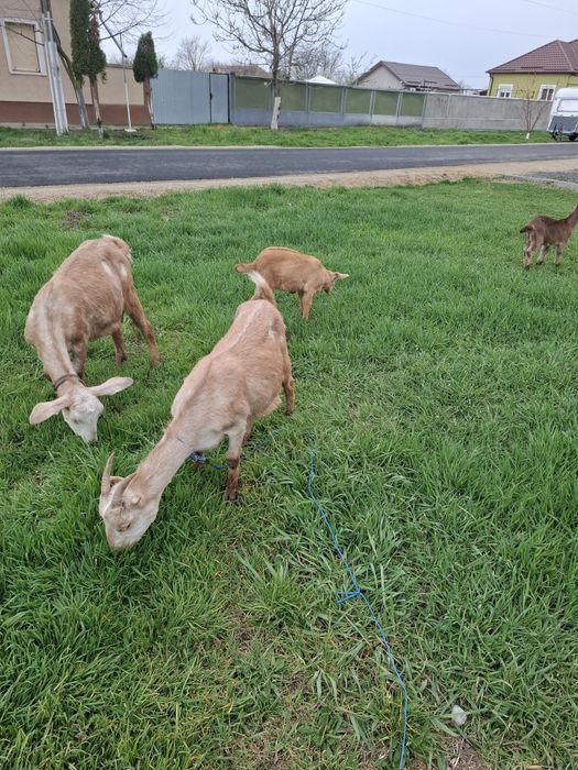 Capre  la prima fatare