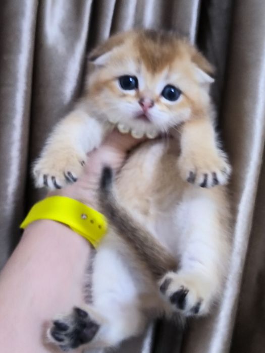 Шикарные чистокровные котята