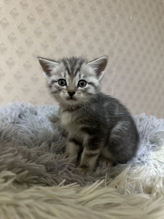 Отдам котенка в добрые руки