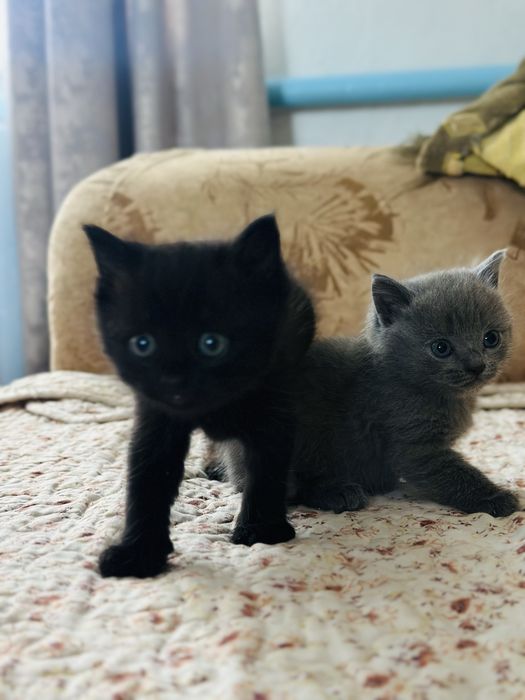 Отдам котенка девочка