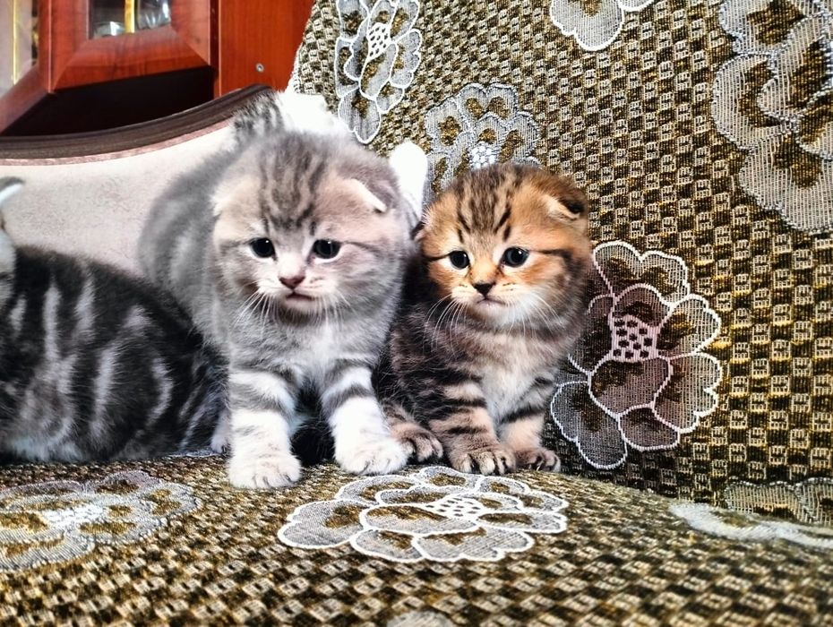 Шотландские малыши