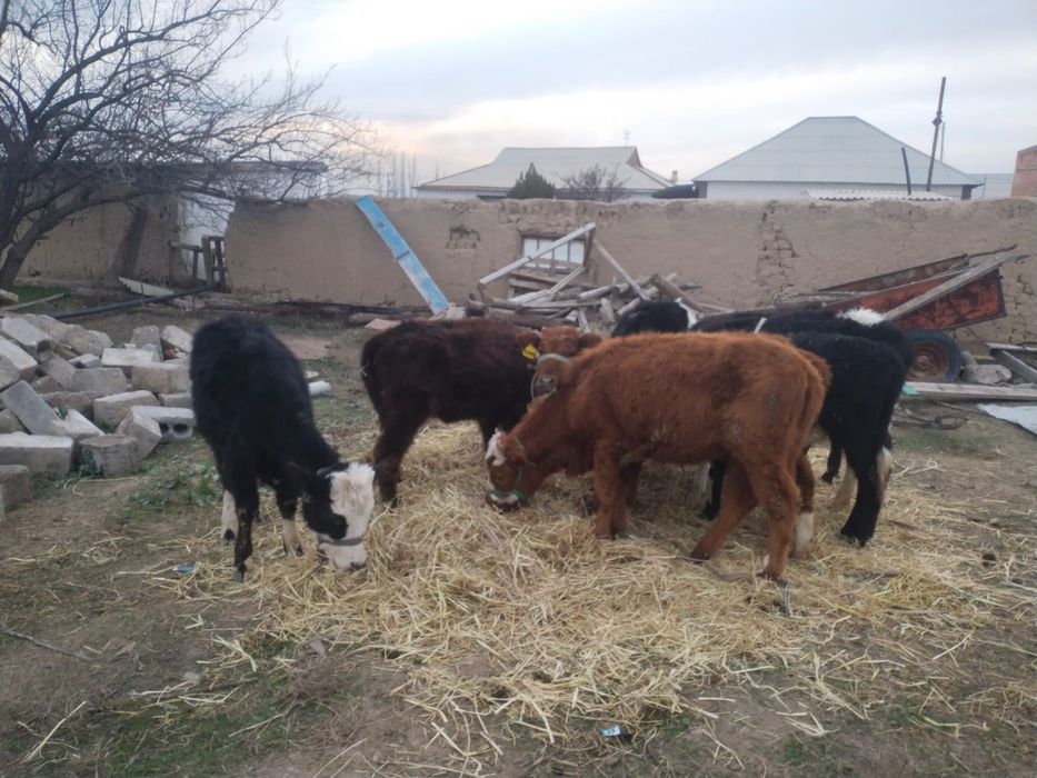 8 бас ургашы бузаулар сатылады.