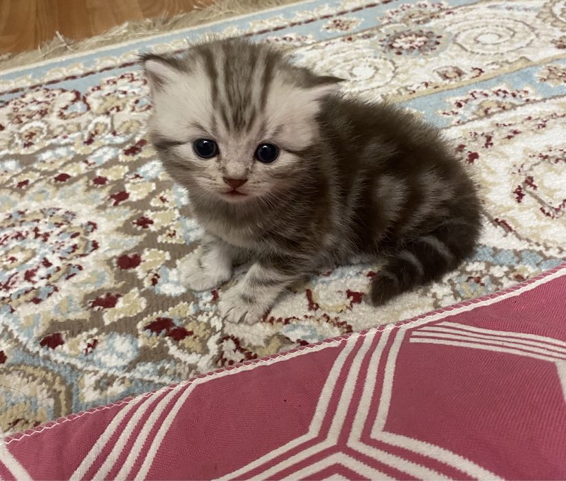 Шотландские котята