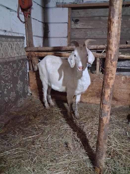 Vând capre anglobiene