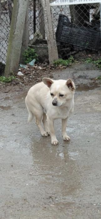 Подарявам малко кученце сърнист пинчер