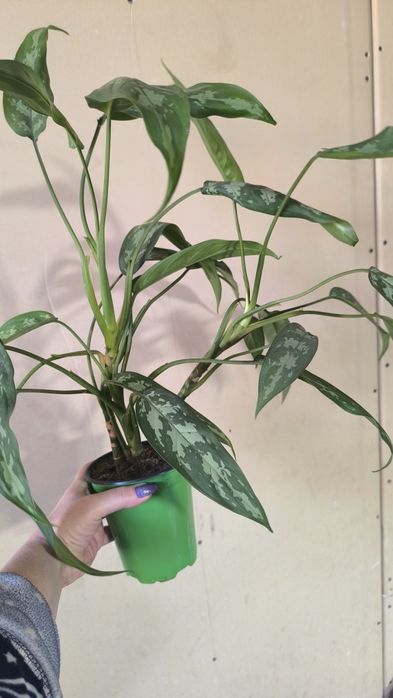 Аглаонема Трейба