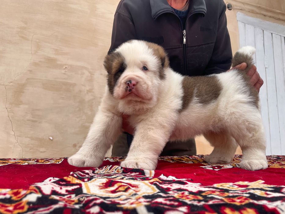 Щенок Алабая ( Супер Гигант )