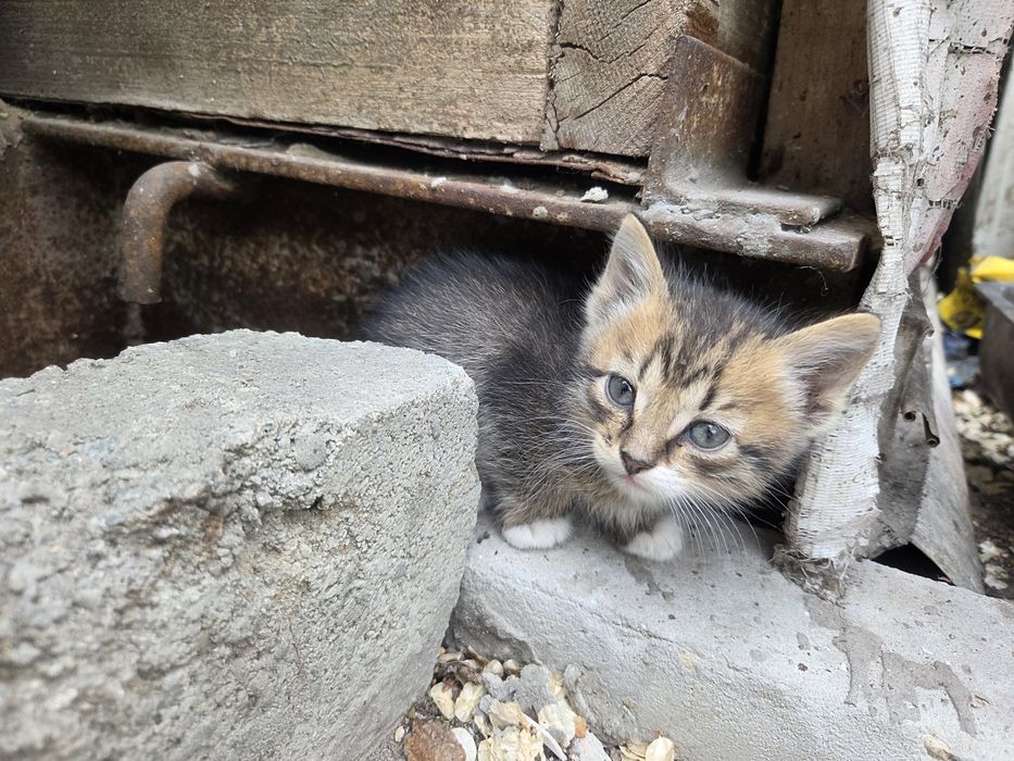 Отдам котят срочно. 1месяц