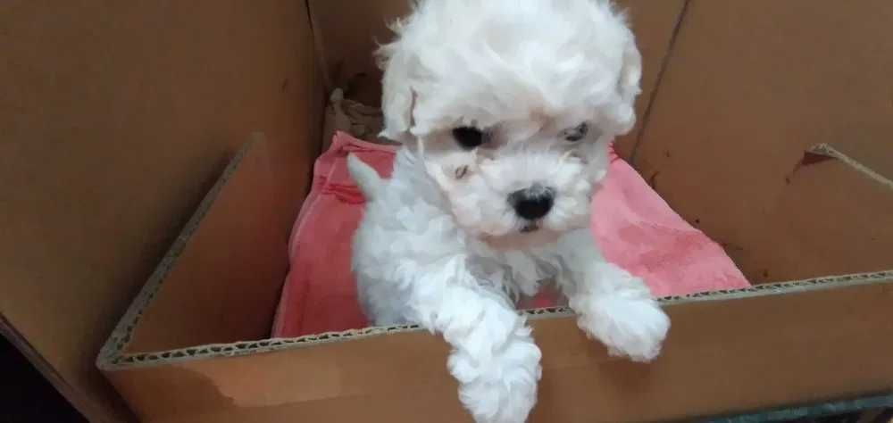 Vand pui bichon talie mica