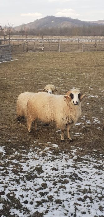 VÎND sau Schimb cu Oaie cu Miel BERBEC BREAZ MIOR.