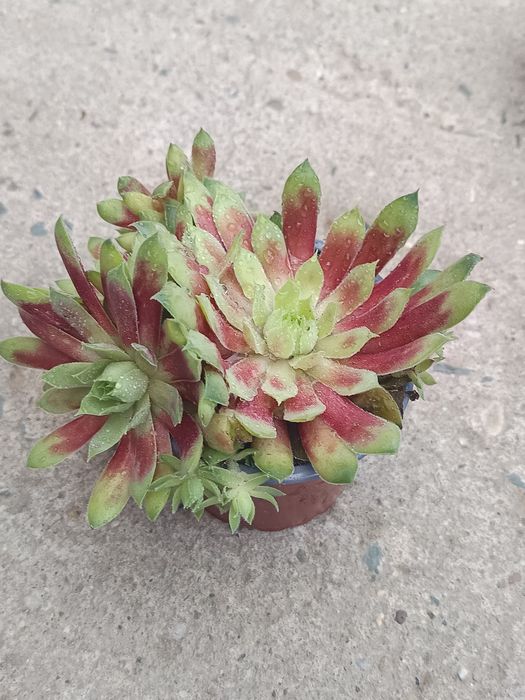 Cactuși, suculente și suculente de exterior