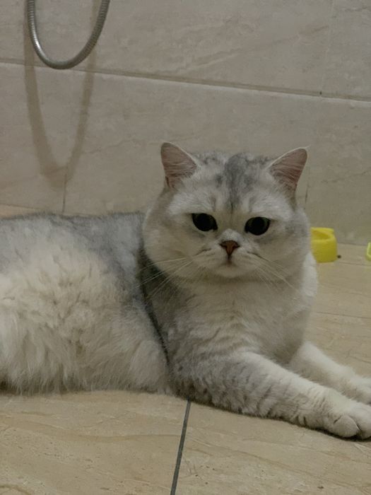 Вязка Британский Шиншилла