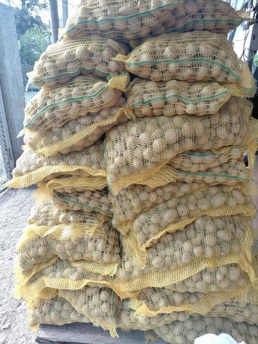Продажба на семенни картофи сорт „Джили“
