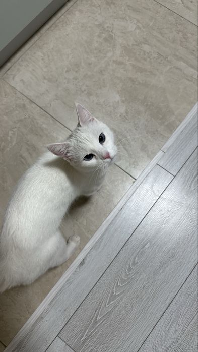 отдам даром кошку