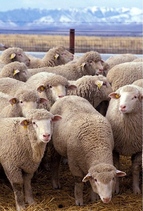 Хлорелла в животноводстве