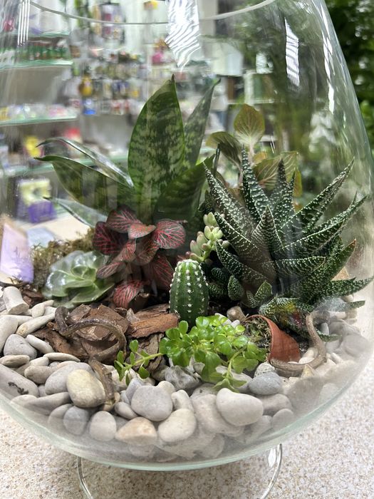 Уход за комнатами растениями