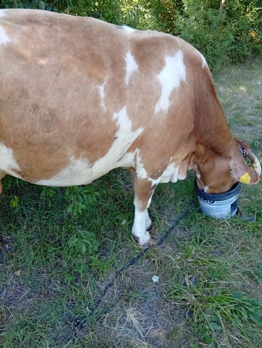 De vânzare vaca de 4 vitei
