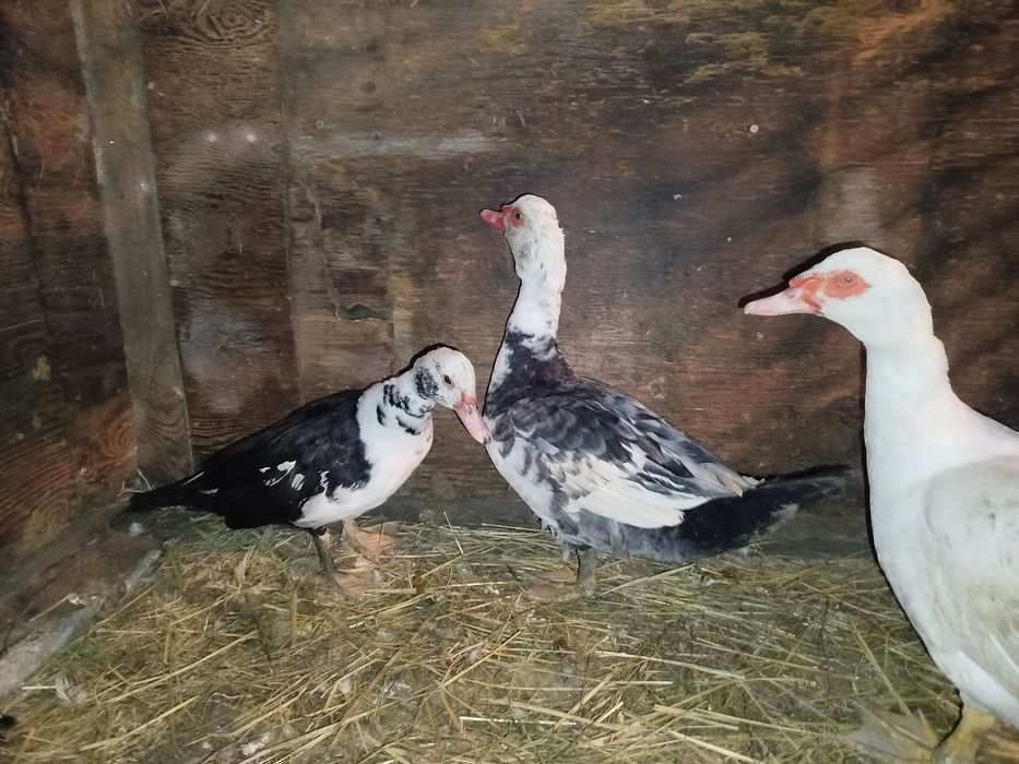 Индоутки самцы белый голубой