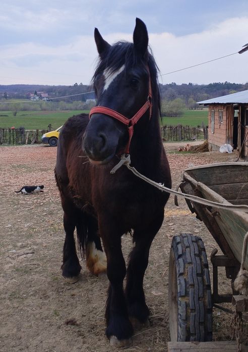 Vând manz de un an jumate
