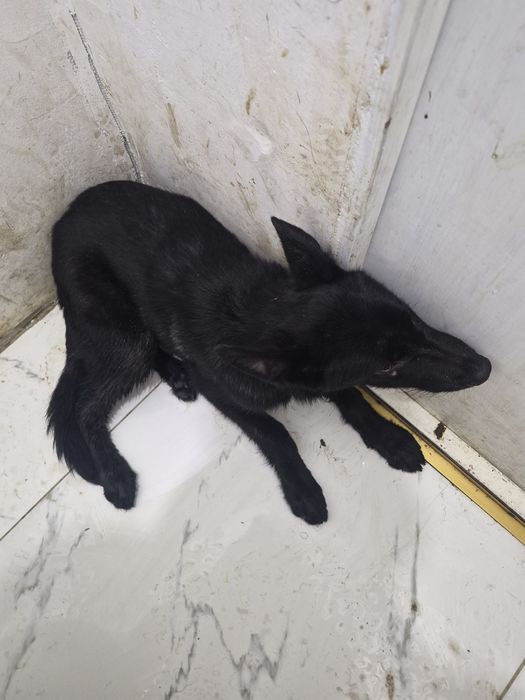 Отдам в хорошие руки