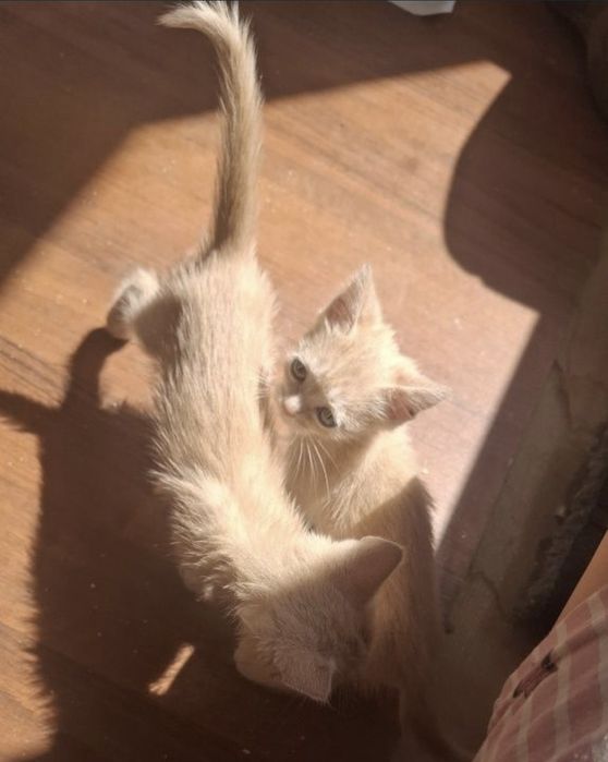 Срочно раөдаем котят в добрые руки!