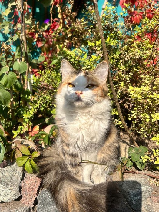 Котики ищут семью.