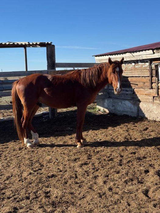 Бес жасар айғыр …