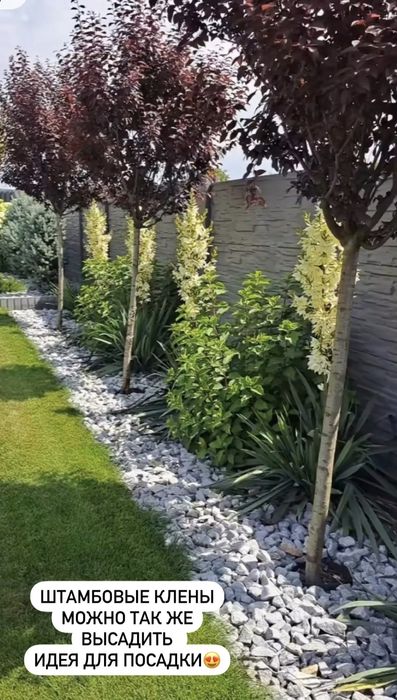 Ель сосна липа туя