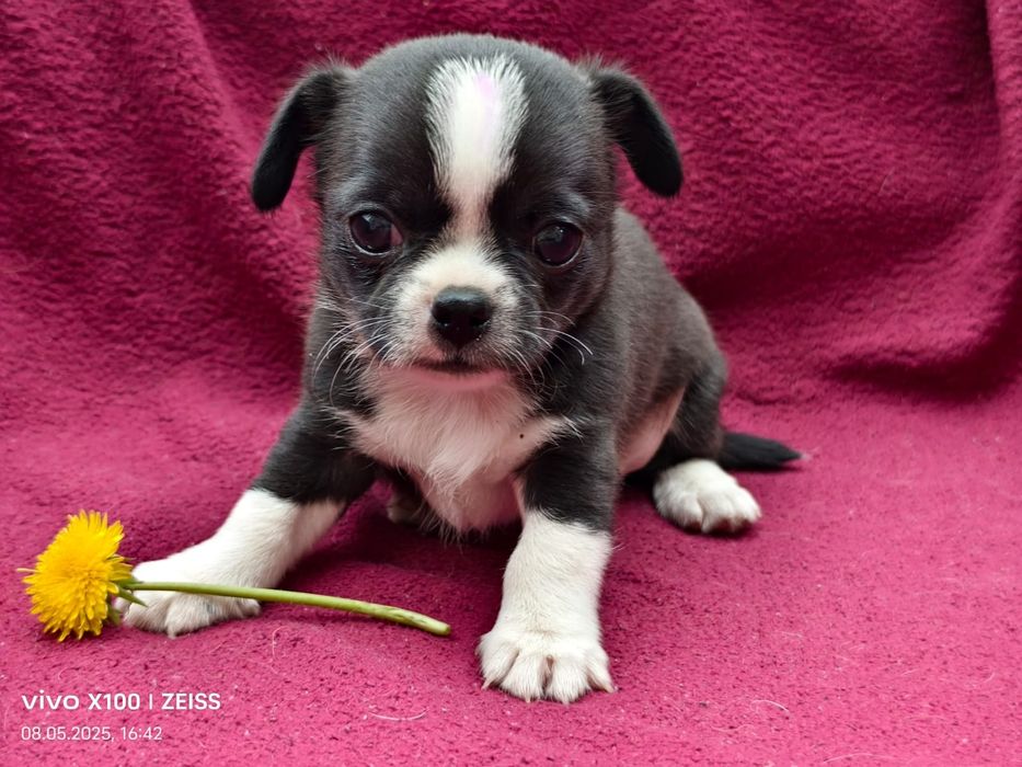 Очаровательные щенки чихуахуа.