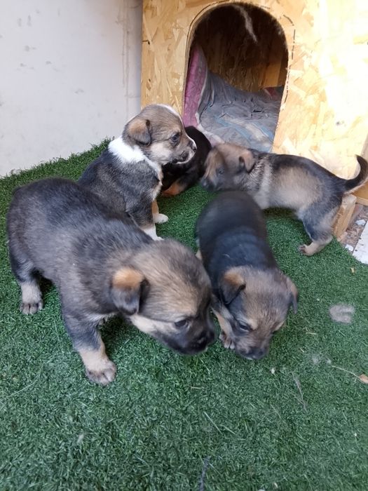 щенки, скоро им 1месяц