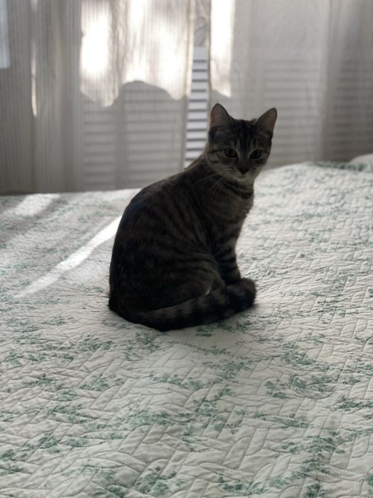 Домашняя передержка для кошек