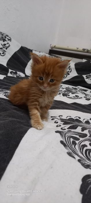 Мейн кун продажа