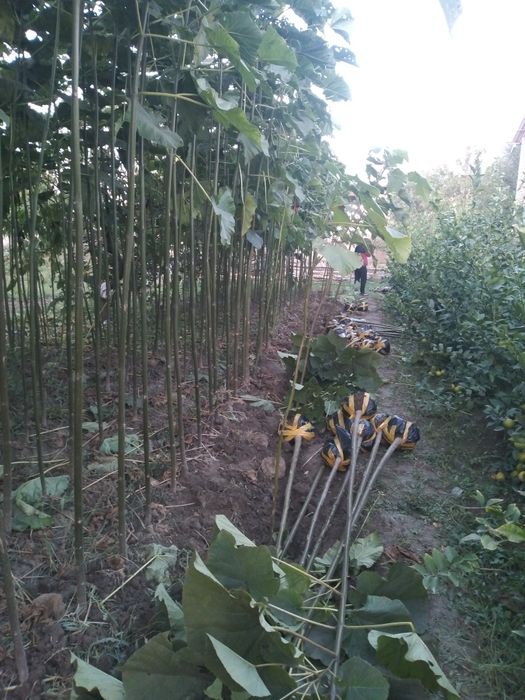 Сасна элдарски павлония китоб ва туя арчалар