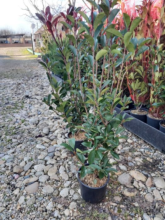 potinia red robin  la ghiveci 1.2 m