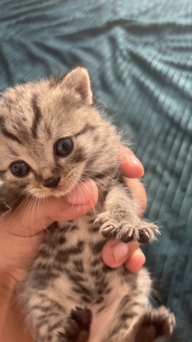 Британцы котята бронь