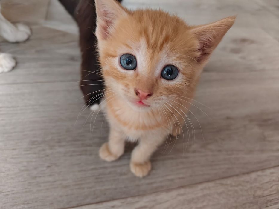 Отдам котят в хорошие руки