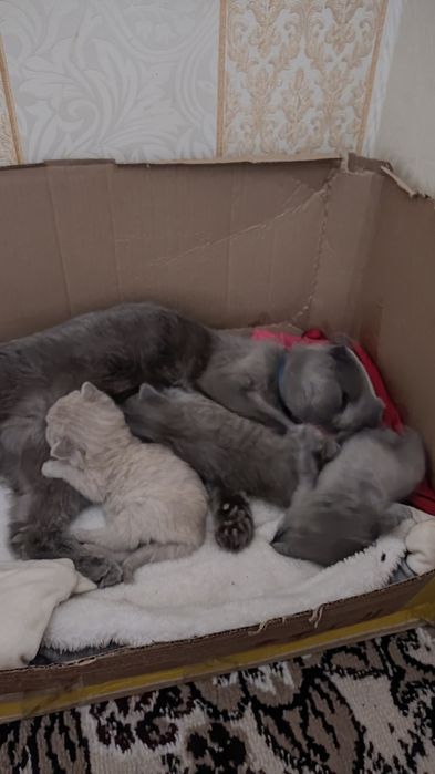 Кошка шотландский вислоухие