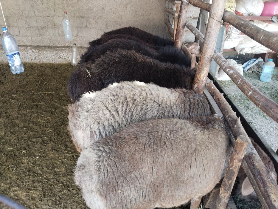 Продажа Баранов пордыскти