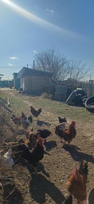 Кучинский петух.Продам петух