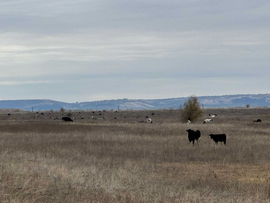 VAND TAURI INTRE 300-600 kg (Dabuleni, Dolj)