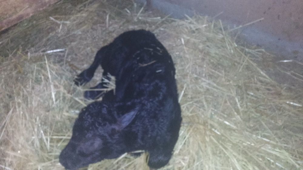 Vițea angus de vânzare