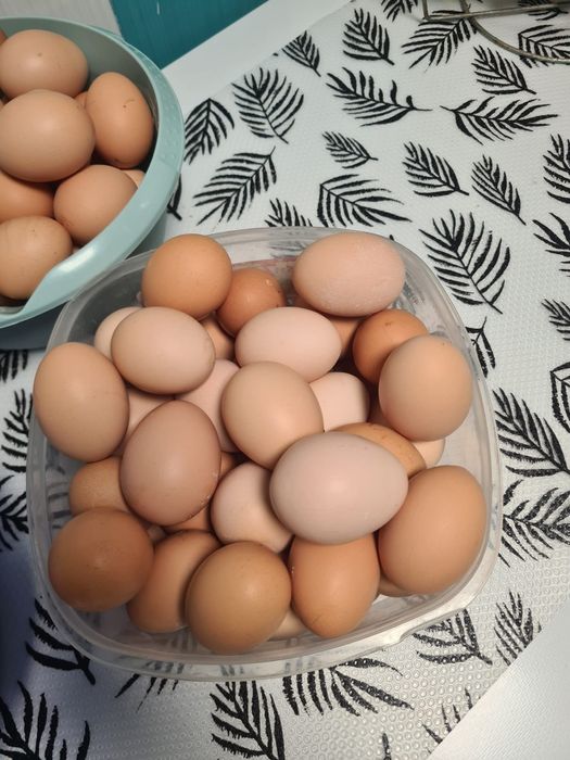 Oua de găină  proaspete!