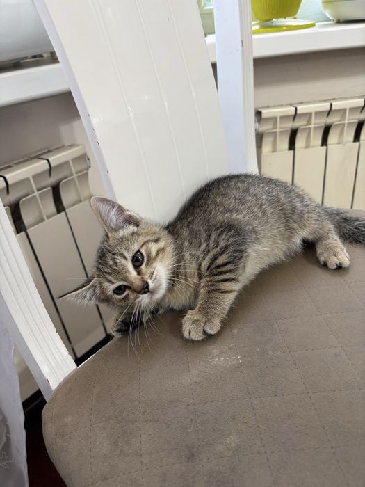 Котенок 2 месяца,