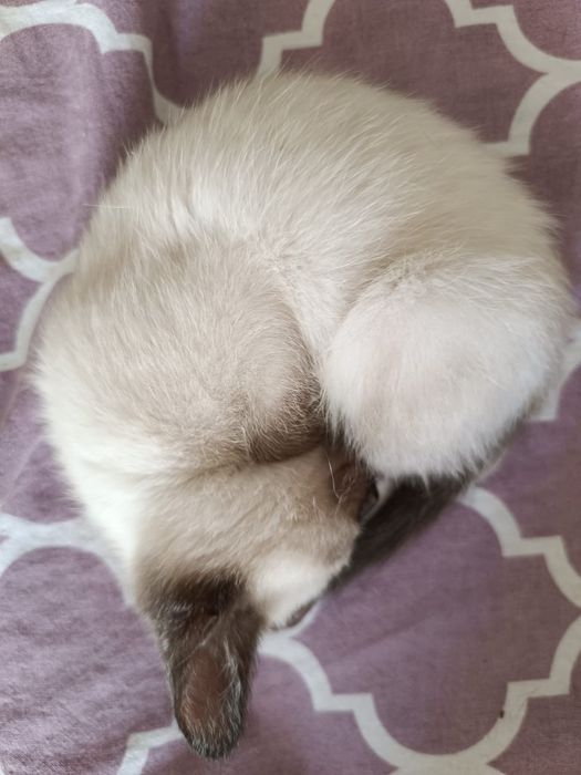 Отдам котика 2 месяца