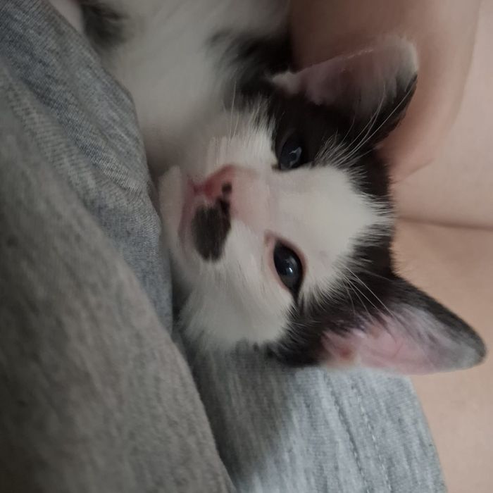 Котенок в добрые руки
