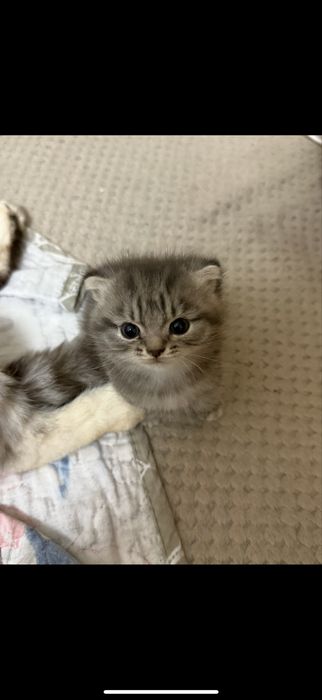 Вислоухий котёнок, мальчик 3 месяц