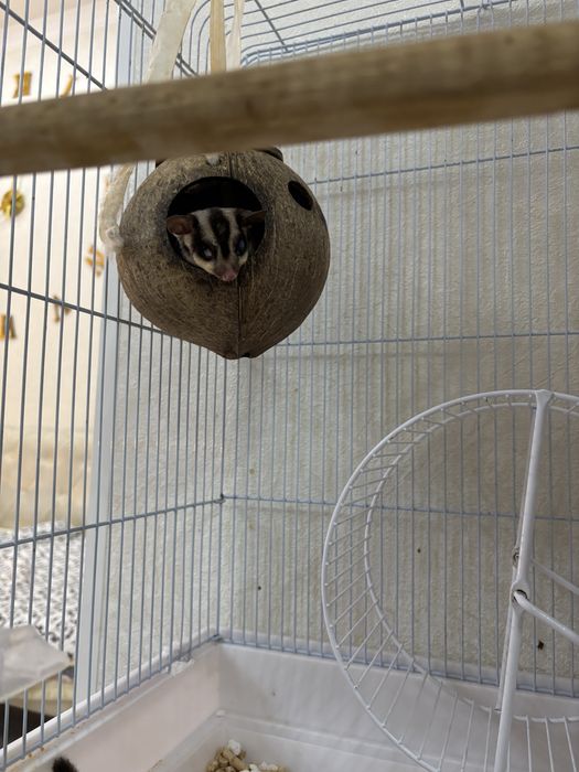 Белки летяги, с клеткой