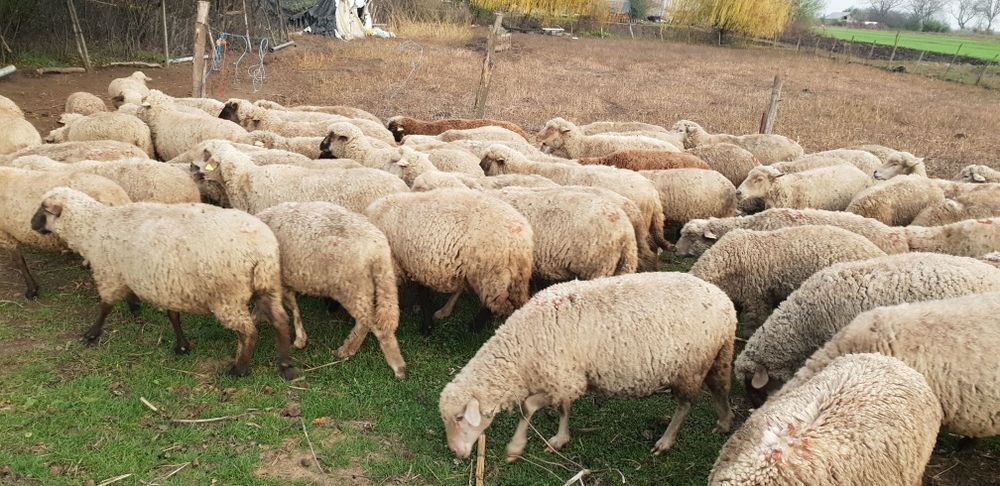 Vând oi cu miei și oi gestante