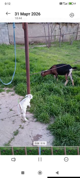 Альпи Ешкілер екеуін бірге сатам срочно 220