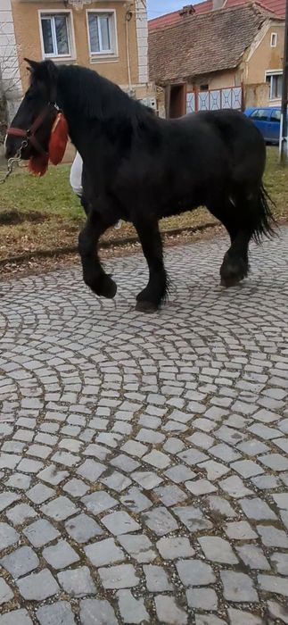 De vânzare manz de 1.8 luni